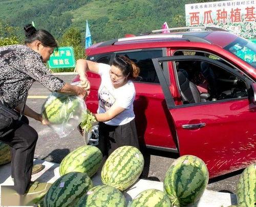 走马村吃瓜群众是谁,一场乡村风云录