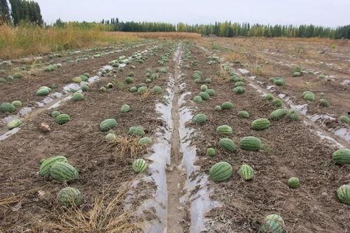 走马村吃瓜群众是谁,一场乡村风云录