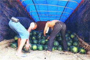 走马村吃瓜群众是谁,一场乡村风云录