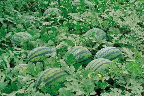 大型QQ吃瓜群,网络舆论场中的“瓜田”盛景