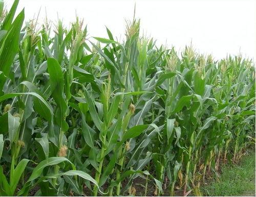 玉米地里吃瓜吗,一场别开生面的乡村体验