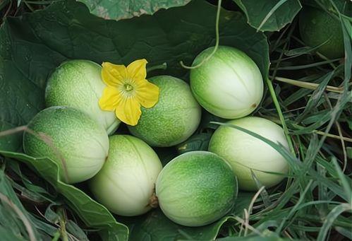 玉米地里吃瓜吗,一场别开生面的乡村体验