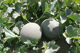 吃瓜安兮,揭秘娱乐圈背后的故事与真相