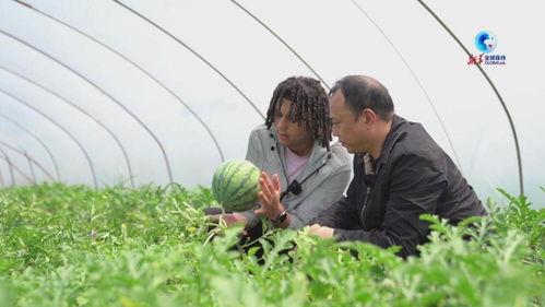 寻味古村夏日吃瓜,古村瓜香四溢，尽享田园清凉时光