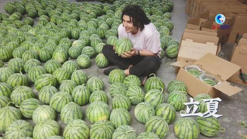 寻味古村夏日吃瓜,古村瓜香四溢，尽享田园清凉时光