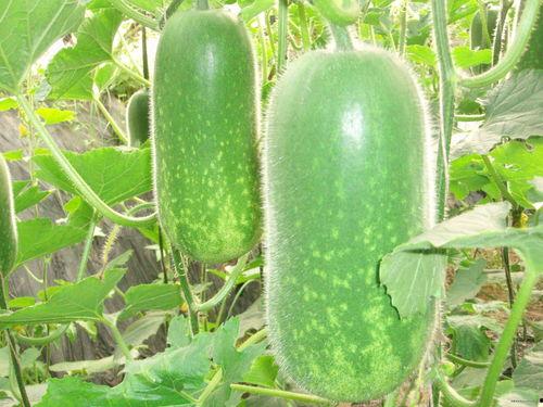 吃瓜榜单必看大瓜图片,必看大瓜图片背后的惊人真相