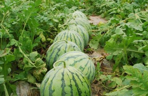 吃瓜榜单必看大瓜图片,必看大瓜图片背后的惊人真相