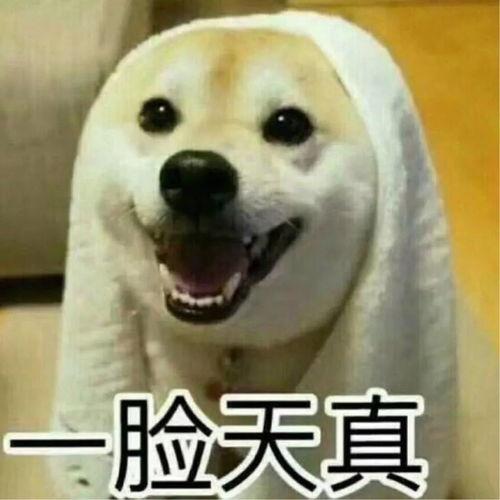 师虎吵架吃瓜,一场吃瓜群众的激情围观