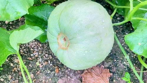 八月吃三瓜都什么瓜,西瓜、香瓜、冬瓜，清凉一夏