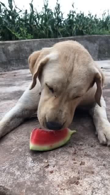 憨憨吃瓜特效,欢乐无限特效大放送！