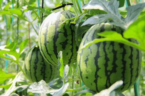 吃瓜群众西瓜硬了,揭秘夏日消暑美食背后的趣味故事