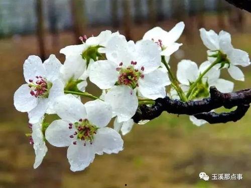 梨花吃瓜剧情解析,揭秘剧情背后的情感纠葛与成长历程