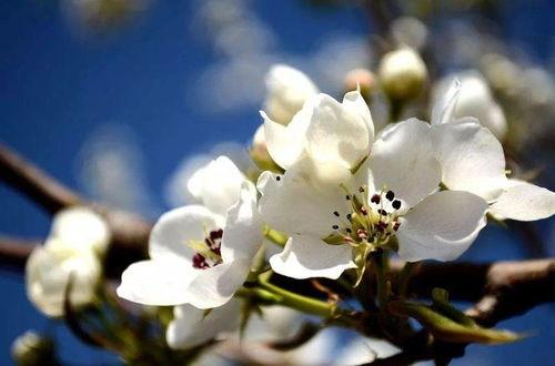 梨花吃瓜剧情解析,揭秘剧情背后的情感纠葛与成长历程