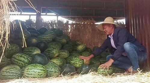 吃瓜群众以苦为乐,吃瓜群众的独特心态揭秘