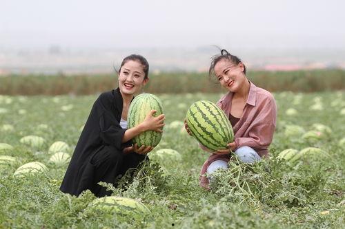 吃瓜群众宁夏,吃瓜群众眼中的瓜田盛宴
