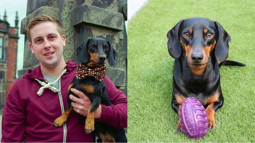 吃瓜群众狗狗图片,萌态十足！