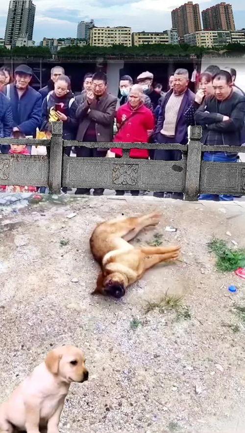 吃瓜群众狗狗图片,萌态十足！