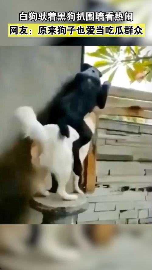 吃瓜群众狗狗图片,萌态十足！