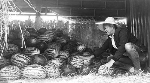 苏州一线吃瓜群众事件,网络热议背后的真相与反思