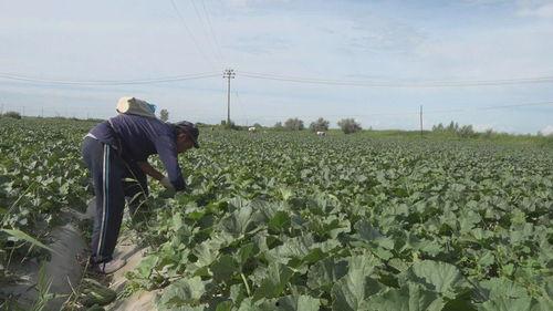 乌海吃瓜群众轨迹,揭秘城市生活百态