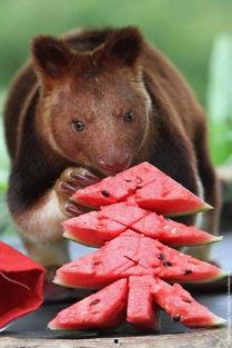 悠闲吃瓜图片,品味生活——吃瓜图鉴