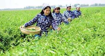 树下的吃瓜群众图片大全,趣味盎然的瞬间捕捉