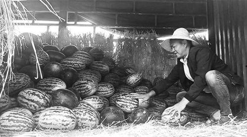 松阳吃瓜群众事件真相,真相与反思