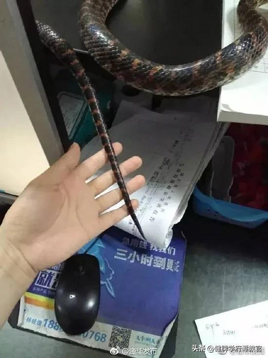 抓蛇吃瓜群众,揭秘民间蛇宴背后的故事