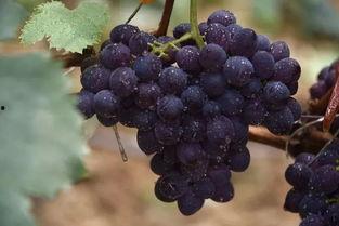 唐山遵化吃瓜,夏日炎炎，吃瓜群众欢乐多