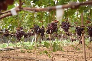 唐山遵化吃瓜,夏日炎炎，吃瓜群众欢乐多