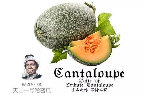 猫儿吃瓜公众号,揭秘宠物界的趣味生活