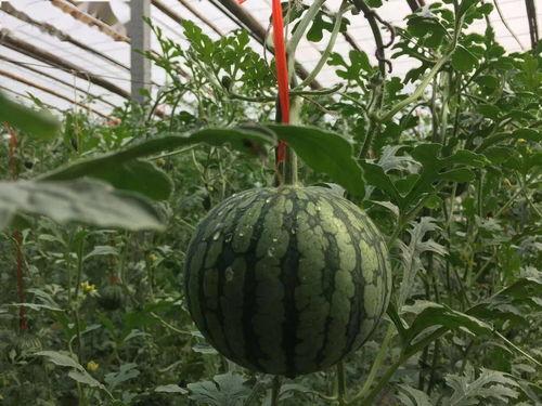 卡皮吃瓜,揭秘娱乐圈幕后故事