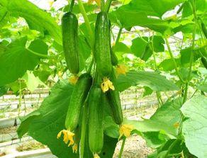 相府吃瓜团,宫廷秘闻背后的趣味解读