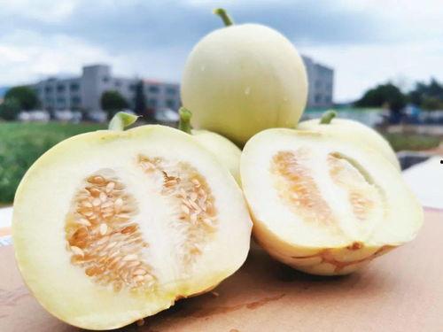 吃瓜群众快来花式吃瓜,跟随吃瓜群众，解锁夏日清凉新姿势