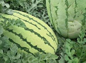 吃瓜群众快来花式吃瓜,跟随吃瓜群众，解锁夏日清凉新姿势