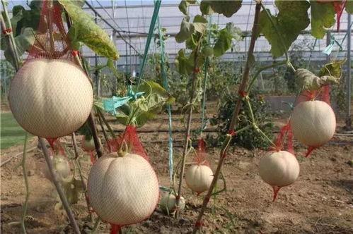 湾湾视频吃瓜,揭秘娱乐圈背后的秘密与八卦