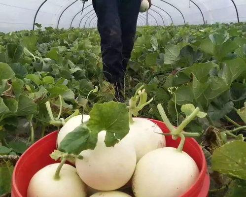 俄罗斯吃瓜引擎入口,揭秘网络舆论背后的力量