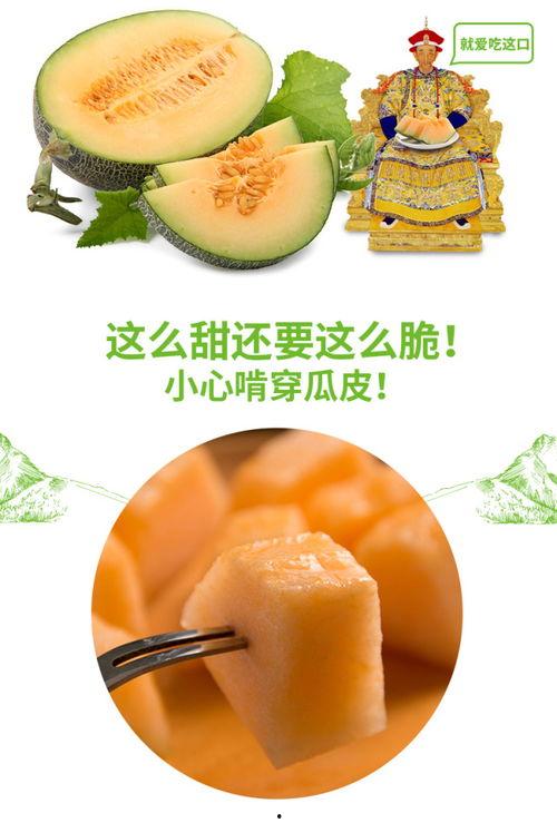 兔子吃蜜瓜,兔子们的甜蜜盛宴