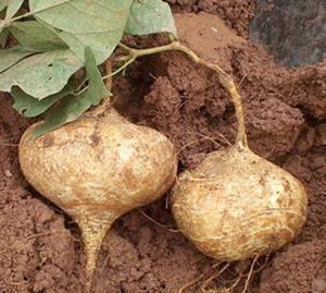 用土瓜种的瓜可以吃吗,安全可食用之谜