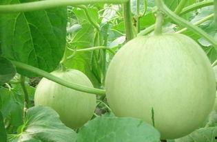 林小宝古代吃瓜