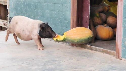 猪跟吃瓜,揭秘猪的饮食习惯与趣味生活