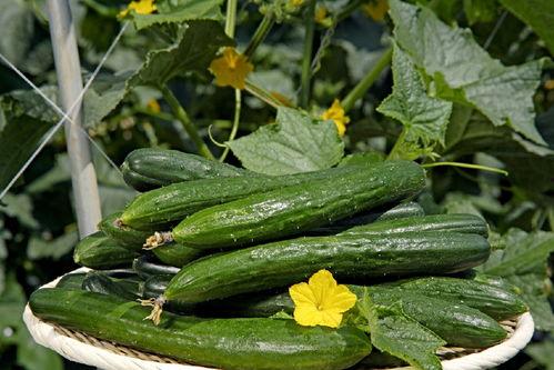 花碎花直播吃瓜,一场别开生面的吃瓜盛宴