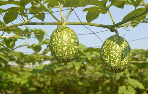 荠菜和吊瓜能一起吃吗