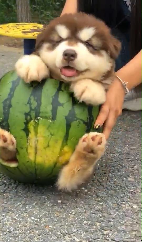 小狗仔吃瓜,小狗仔的瓜田奇遇记