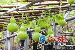 吃葫芦瓜会不会解药,天然解药的秘密