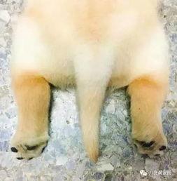 小警犬吃瓜,萌宠日常里的趣味瞬间