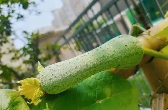 百弟吃瓜,揭秘娱乐圈那些不为人知的幕后故事