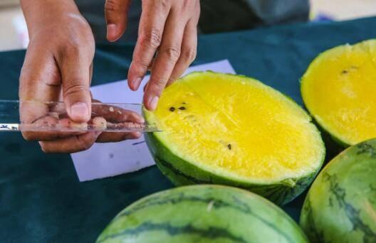 百弟吃瓜,揭秘娱乐圈那些不为人知的幕后故事