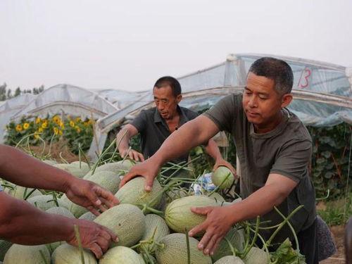 来屯谷吃瓜,体验乡村田园生活新风尚