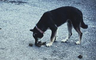 吃瓜的狗狗该远离,远离潜在危险，守护宠物安全
